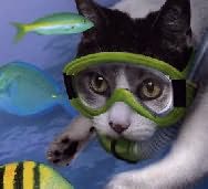 Swampcat - Product Image
