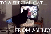 Video Catnip, Entertainment for Cats -   One DVD gift pak