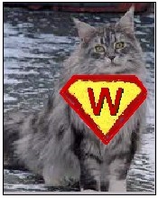 WinniCat2 - Product Image