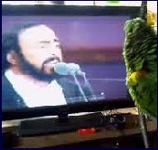 opkeet1